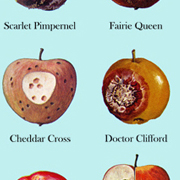 bad apples print