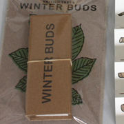 winter buds