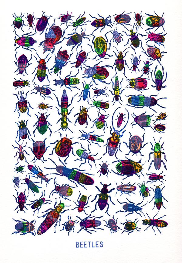 small beetles