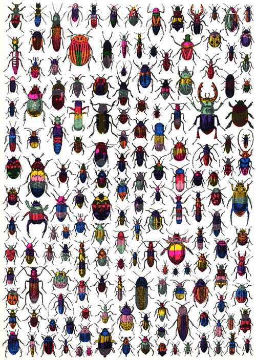 large beetles
